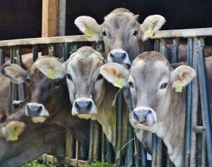 INS: Sacrificările de animale, în creştere la bovine, porcine şi la păsări, în mai